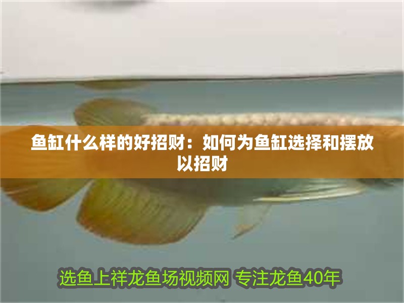 魚缸什么樣的好招財：如何為魚缸選擇和擺放以招財