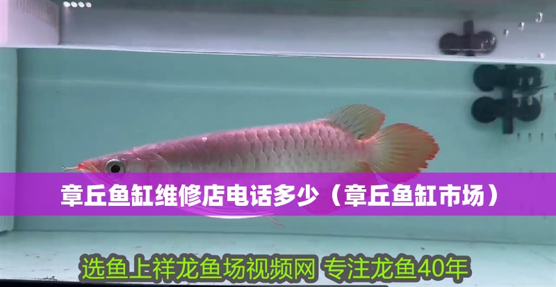 章丘魚缸維修店電話多少（章丘魚缸市場）