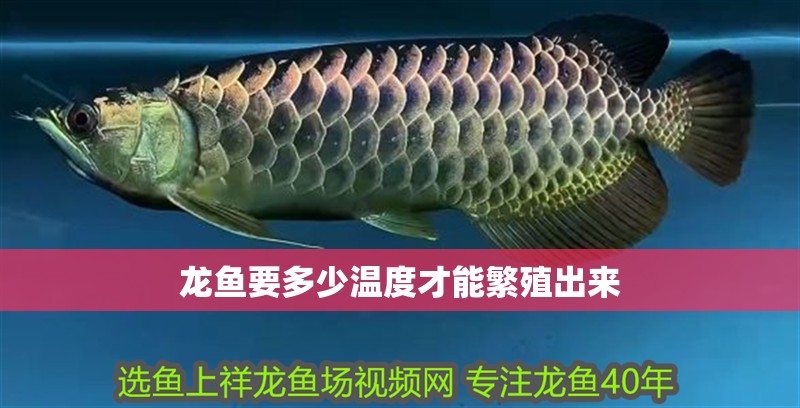 龍魚要多少溫度才能繁殖出來