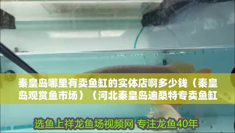 秦皇島哪里有賣魚缸的實體店啊多少錢（秦皇島觀賞魚市場）（河北秦皇島迪桑特專賣魚缸）