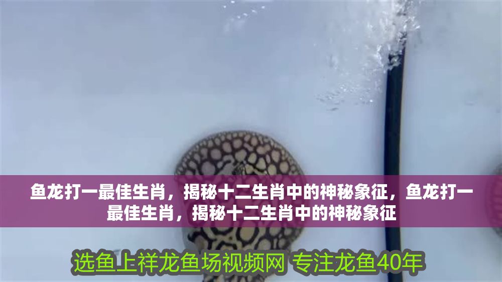 詳細閱讀:魚龍打一最佳生肖,揭秘十二生肖中的神秘象征,魚龍打一最佳生肖,揭秘十二生肖中的神秘象征 魚龍打一最佳生肖,揭秘十二生肖中的神秘象征,魚龍打一最佳生肖,揭秘十二生肖中的神秘象征