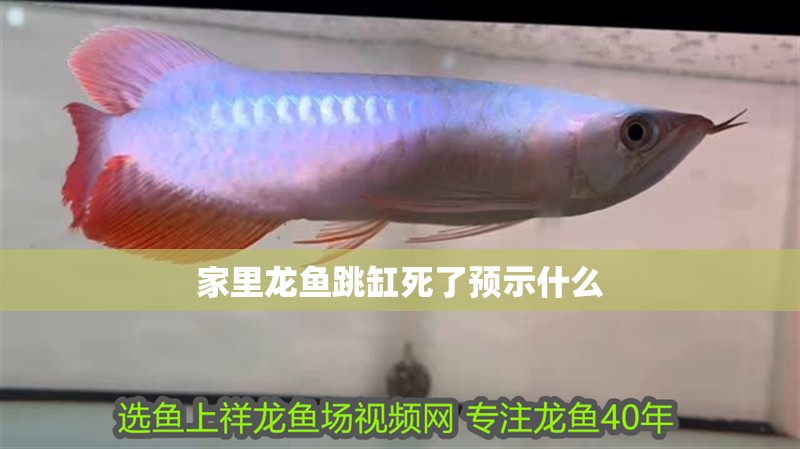 家里龍魚跳缸死了預示什么