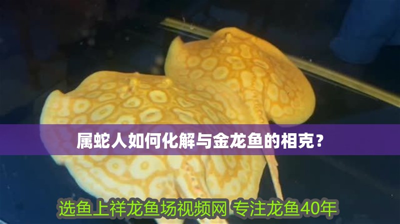 屬蛇人如何化解與金龍魚的相克？