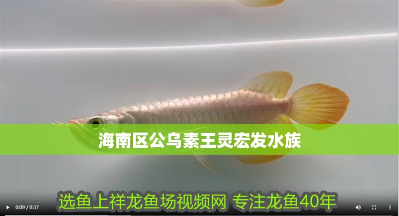 紅龍魚用黃燈烤有用嗎 海南區公烏素王靈宏發水族 全國水族館企業名錄 海南區公烏素王靈宏發水族 海南區公烏素王靈宏發水族 全國水族館企業名錄