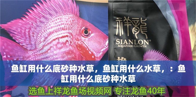 魚缸用什么底砂種水草，魚缸用什么水草，：魚缸用什么底砂種水草