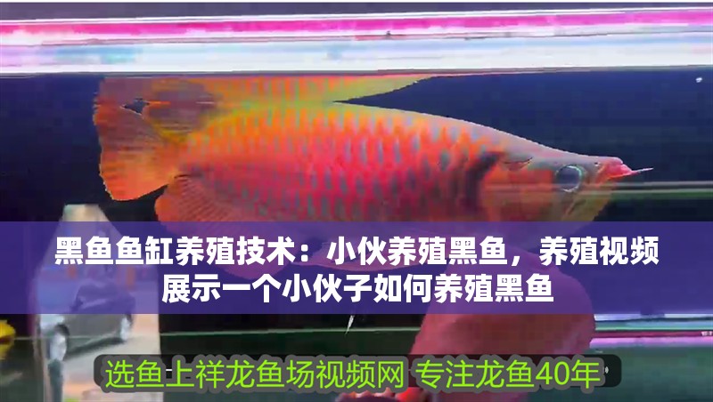 黑魚魚缸養(yǎng)殖技術(shù)：小伙養(yǎng)殖黑魚，養(yǎng)殖視頻展示一個(gè)小伙子如何養(yǎng)殖黑魚