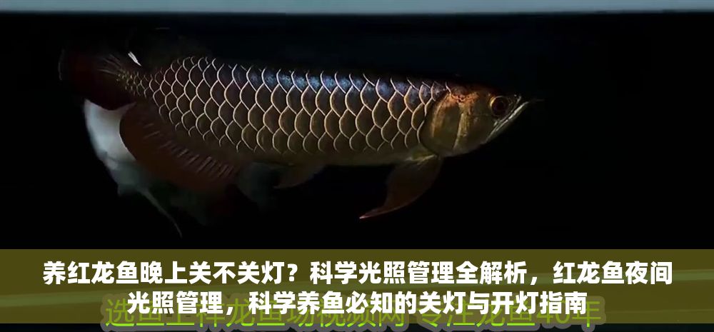 養紅龍魚晚上關不關燈？科學光照管理全解析，紅龍魚夜間光照管理，科學養魚必知的關燈與開燈指南