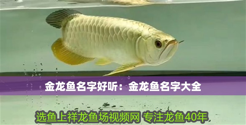 金龍魚名字好聽：金龍魚名字大全