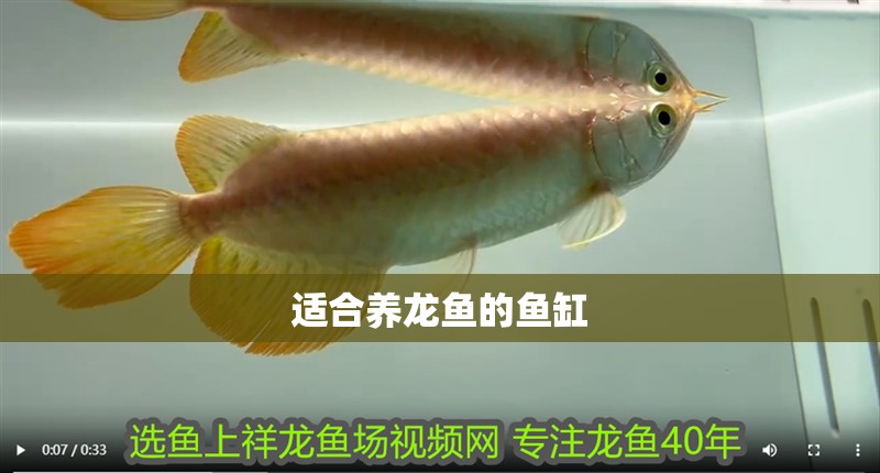 適合養龍魚的魚缸