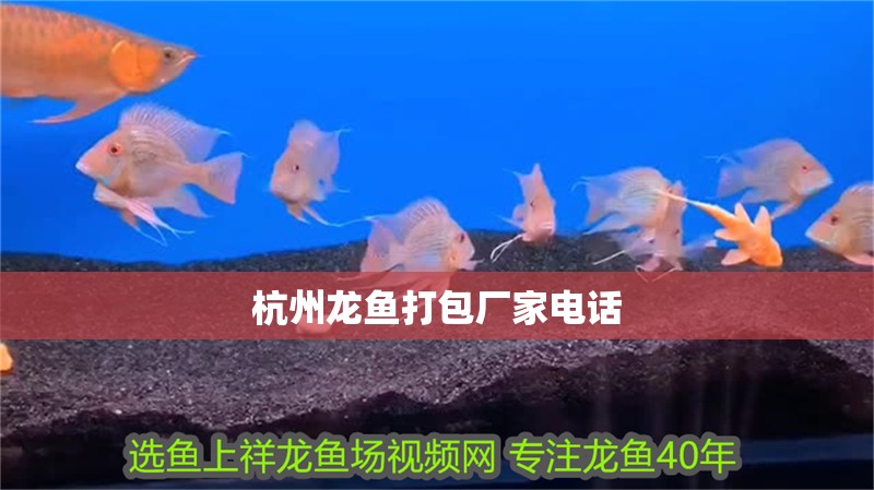 杭州龍魚打包廠家電話