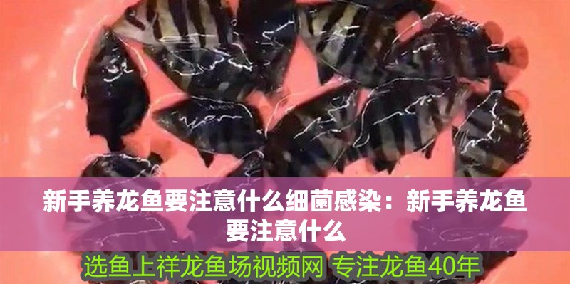 新手養(yǎng)龍魚要注意什么細菌感染：新手養(yǎng)龍魚要注意什么