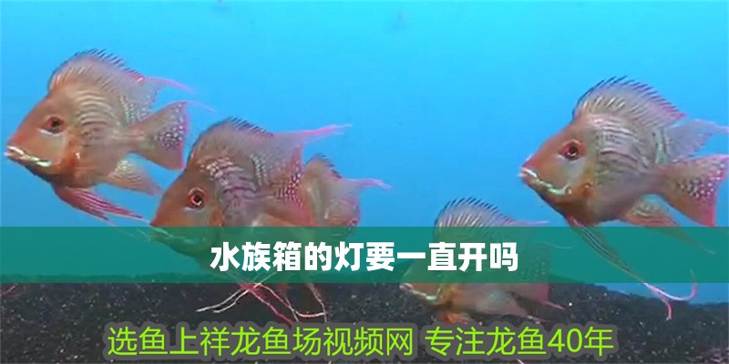 詳細閱讀:水族箱的燈要一直開嗎 水族箱的燈要一直開嗎