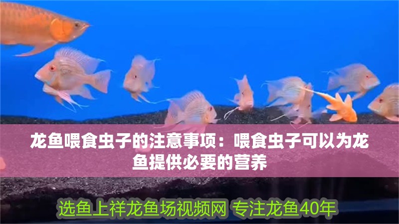 龍魚喂食蟲子的注意事項(xiàng)：喂食蟲子可以為龍魚提供必要的營養(yǎng)
