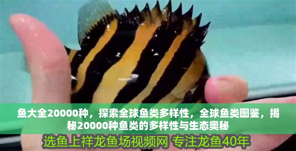 魚大全20000種，探索全球魚類多樣性，全球魚類圖鑒，揭秘20000種魚類的多樣性與生態(tài)奧秘