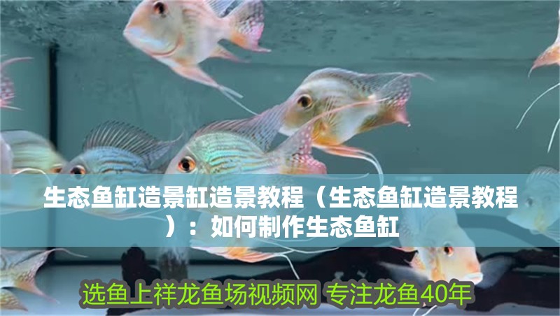 生態(tài)魚缸造景缸造景教程（生態(tài)魚缸造景教程）：如何制作生態(tài)魚缸