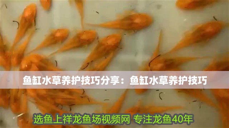 魚缸水草養(yǎng)護(hù)技巧分享：魚缸水草養(yǎng)護(hù)技巧