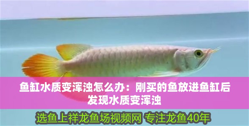 魚缸水質變渾濁怎么辦：剛買的魚放進魚缸后發現水質變渾濁