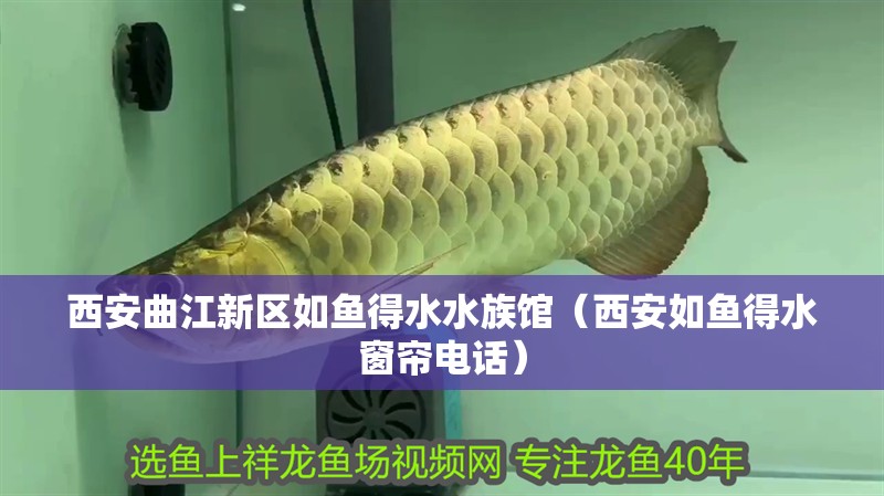 西安曲江新區如魚得水水族館（西安如魚得水窗簾電話）