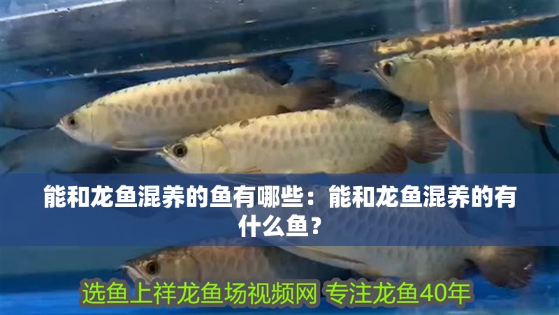 能和龍魚混養的魚有哪些：能和龍魚混養的有什么魚？