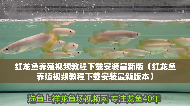 紅龍魚養(yǎng)殖視頻教程下載安裝最新版（紅龍魚養(yǎng)殖視頻教程下載安裝最新版本）