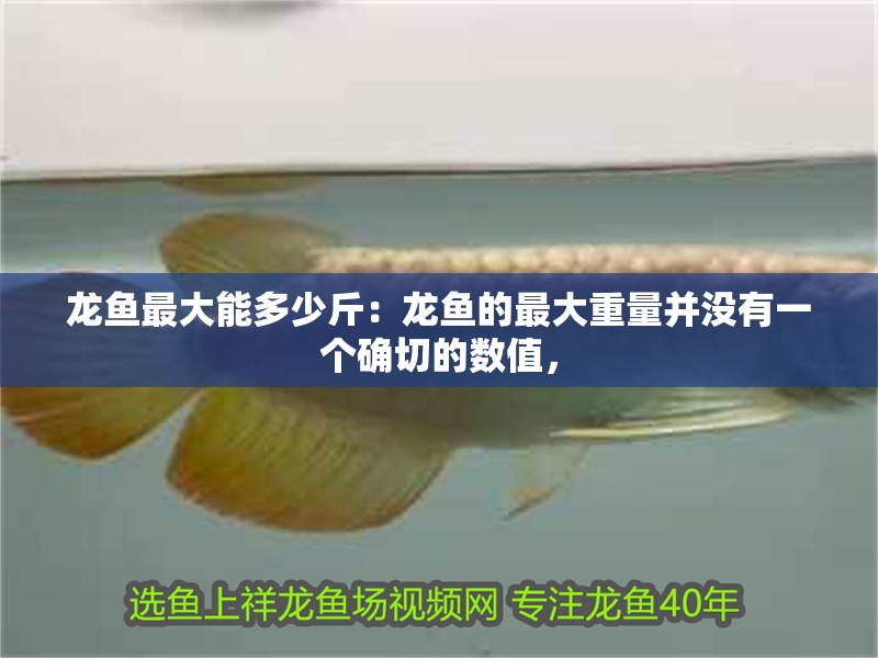 龍魚最大能多少斤：龍魚的最大重量并沒有一個確切的數(shù)值，