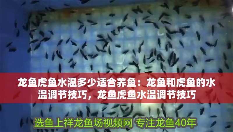 龍魚虎魚水溫多少適合養魚：龍魚和虎魚的水溫調節技巧，龍魚虎魚水溫調節技巧