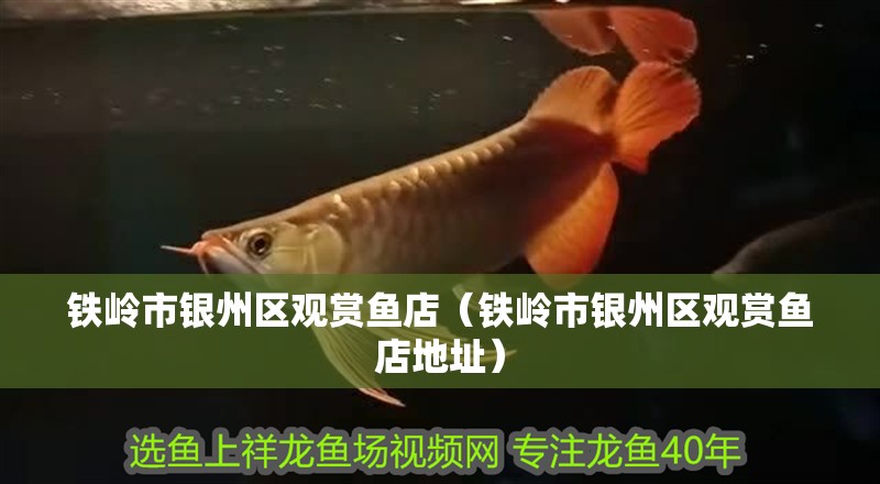 鐵嶺市銀州區觀賞魚店（鐵嶺市銀州區觀賞魚店地址）