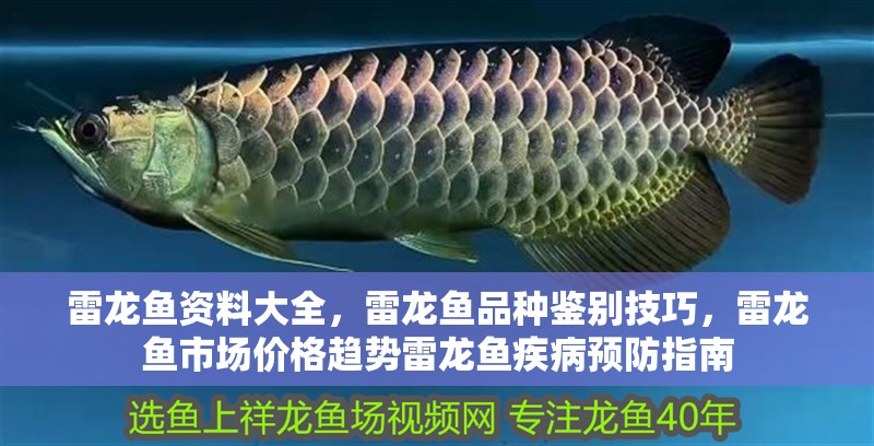 雷龍魚資料大全，雷龍魚品種鑒別技巧，雷龍魚市場價格趨勢雷龍魚疾病預防指南