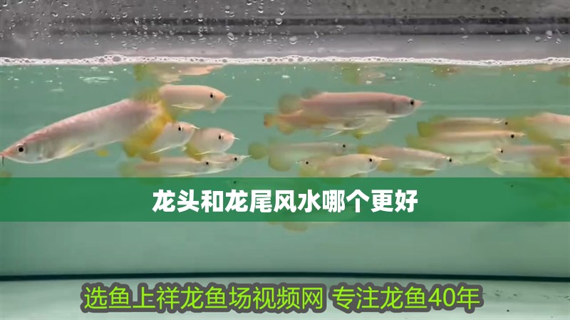 龍頭和龍尾風(fēng)水哪個更好