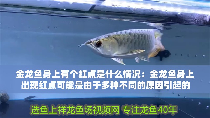 我的虎魚真菌感染了要怎么處理 金龍魚身上有個紅點(diǎn)是什么情況:金龍魚身上出現(xiàn)紅點(diǎn)可能是由于多種不同的原因引起的 龍魚百科 金龍魚身上有個紅點(diǎn)是什么情況:金龍魚身上出現(xiàn)紅點(diǎn)可能是由于多種不同的原因引起的 金龍魚身上有個紅點(diǎn)是什么情況:金龍魚身上出現(xiàn)紅點(diǎn)可能是由于多種不同的原因引起的 龍魚百科