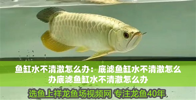 魚缸水不清澈怎么辦：底濾魚缸水不清澈怎么辦底濾魚缸水不清澈怎么辦