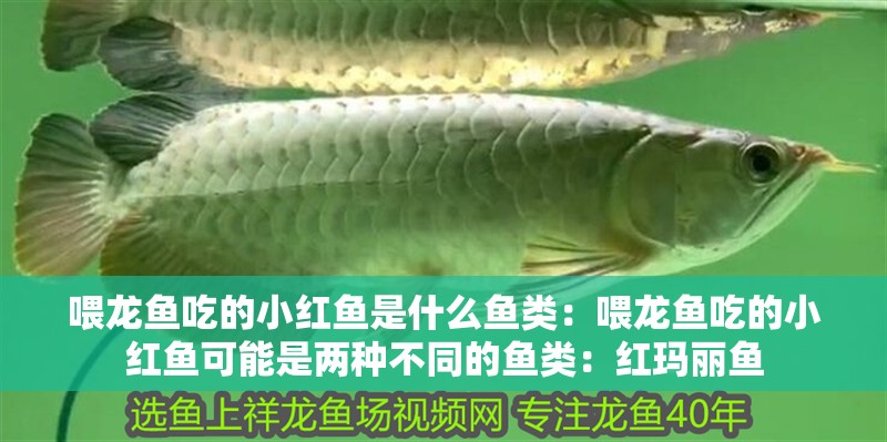 喂龍魚(yú)吃的小紅魚(yú)是什么魚(yú)類：喂龍魚(yú)吃的小紅魚(yú)可能是兩種不同的魚(yú)類：紅瑪麗魚(yú)