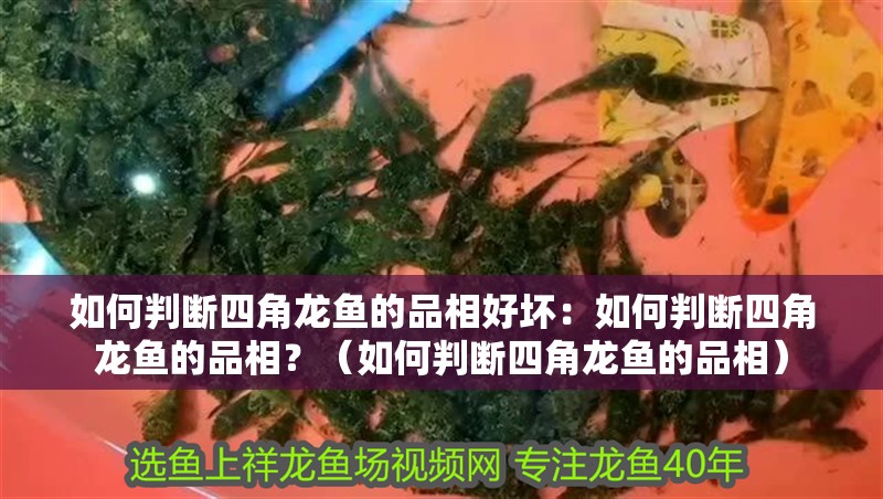 如何判斷四角龍魚的品相好壞：如何判斷四角龍魚的品相？（如何判斷四角龍魚的品相）