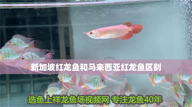 新加坡紅龍魚和馬來西亞紅龍魚區別