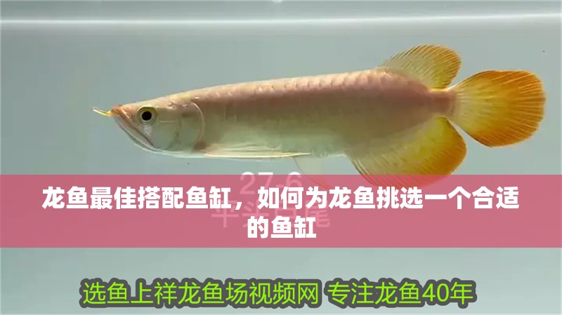 龍魚最佳搭配魚缸，如何為龍魚挑選一個合適的魚缸