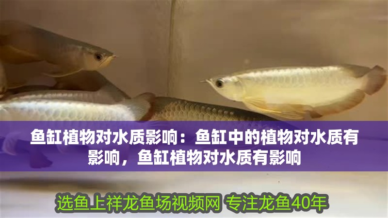 魚缸植物對(duì)水質(zhì)影響：魚缸中的植物對(duì)水質(zhì)有影響，魚缸植物對(duì)水質(zhì)有影響