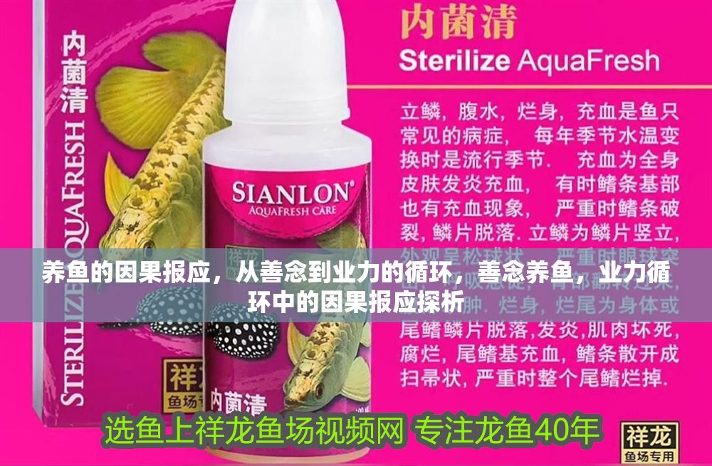 養(yǎng)魚(yú)的因果報(bào)應(yīng)，從善念到業(yè)力的循環(huán)，善念養(yǎng)魚(yú)，業(yè)力循環(huán)中的因果報(bào)應(yīng)探析