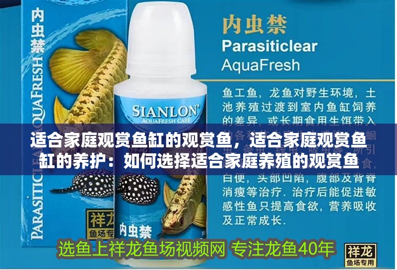 適合家庭觀賞魚缸的觀賞魚，適合家庭觀賞魚缸的養(yǎng)護(hù)：如何選擇適合家庭養(yǎng)殖的觀賞魚
