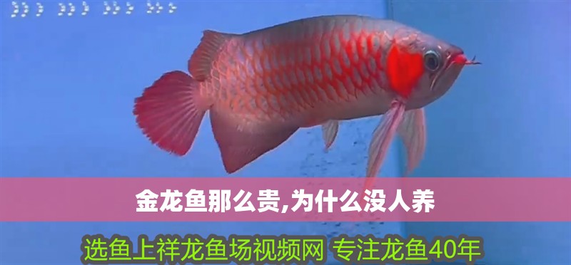金龍魚那么貴,為什么沒人養