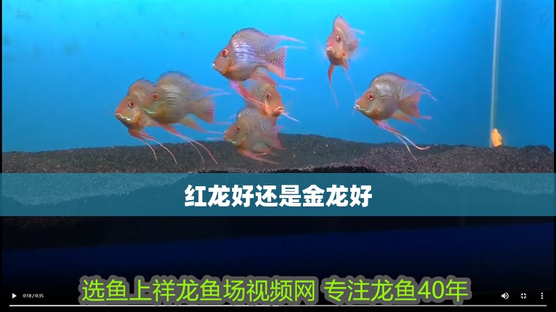 紅龍好還是金龍好