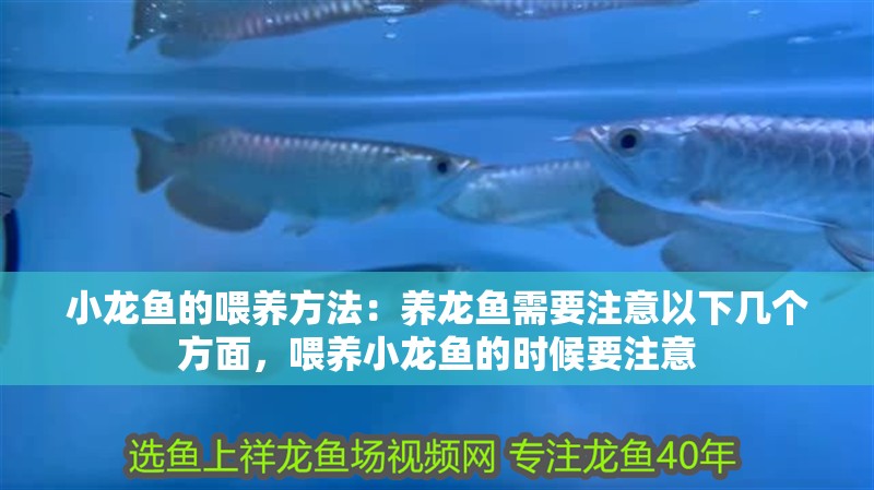 小龍魚的喂養方法：養龍魚需要注意以下幾個方面，喂養小龍魚的時候要注意