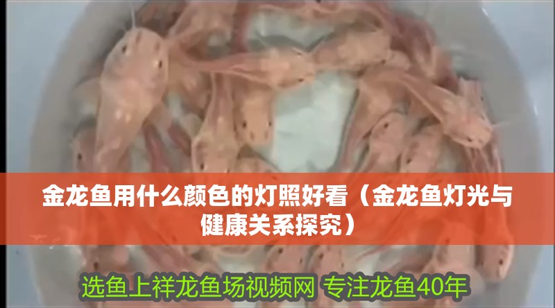 金龍魚用什么顏色的燈照好看（金龍魚燈光與健康關系探究）