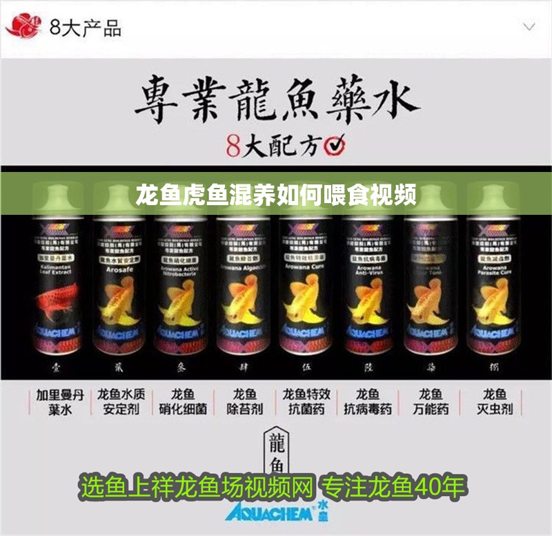 龍魚虎魚混養如何喂食視頻