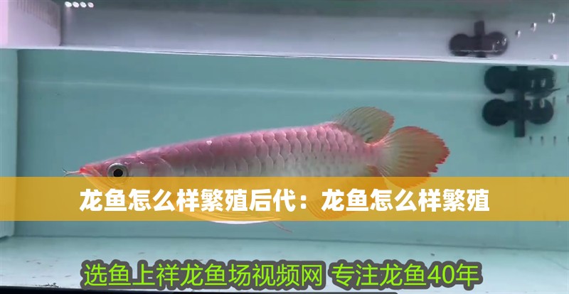 龍魚(yú)怎么樣繁殖后代：龍魚(yú)怎么樣繁殖