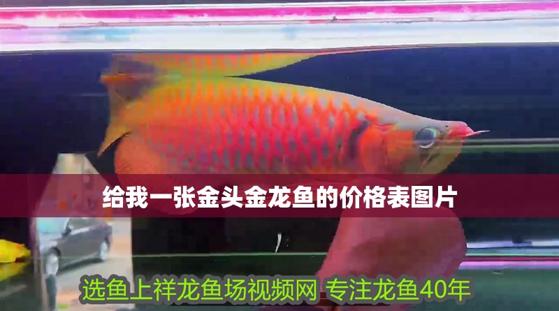 給我一張金頭金龍魚的價格表圖片