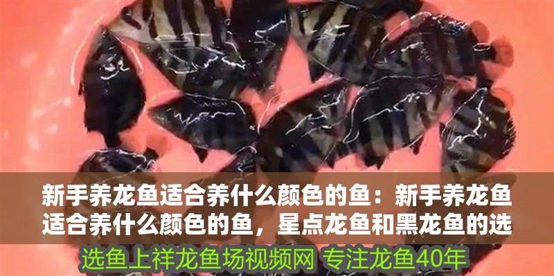 新手養龍魚適合養什么顏色的魚：新手養龍魚適合養什么顏色的魚，星點龍魚和黑龍魚的選擇