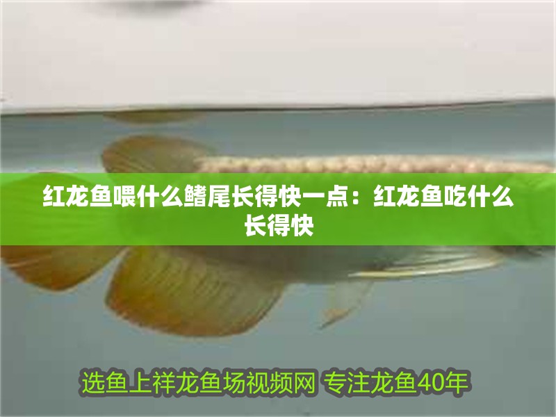 紅龍魚喂什么鰭尾長得快一點：紅龍魚吃什么長得快 紅龍魚喂什么鰭尾長得快一點：紅龍魚吃什么長得快 龍魚百科