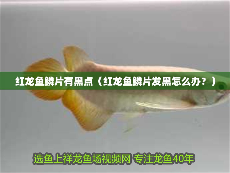紅龍魚鱗片有黑點（紅龍魚鱗片發黑怎么辦？）