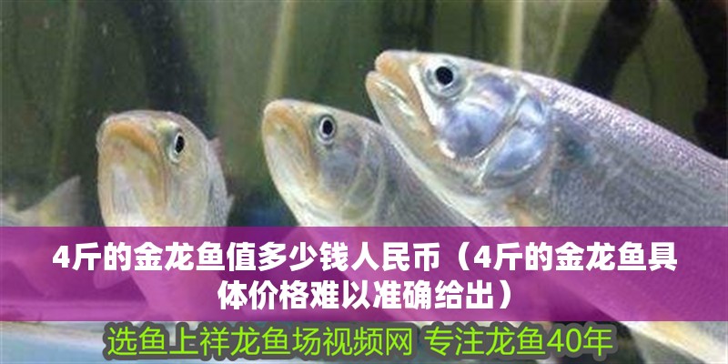 4斤的金龍魚值多少錢人民幣（4斤的金龍魚具體價格難以準(zhǔn)確給出）
