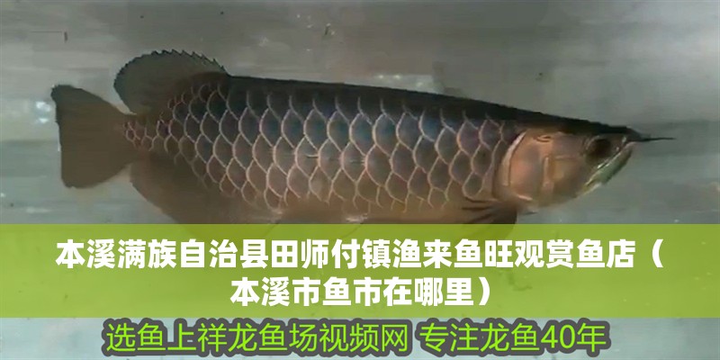 本溪滿族自治縣田師付鎮(zhèn)漁來魚旺觀賞魚店（本溪市魚市在哪里）